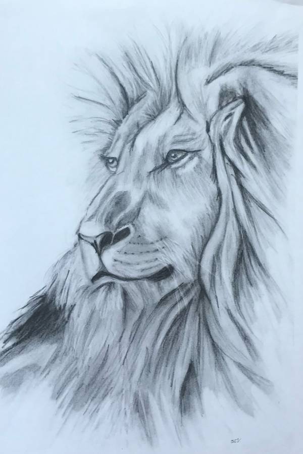 Lion Expressive and gestural Drawing Catarina Vasco - Subjektiv.art