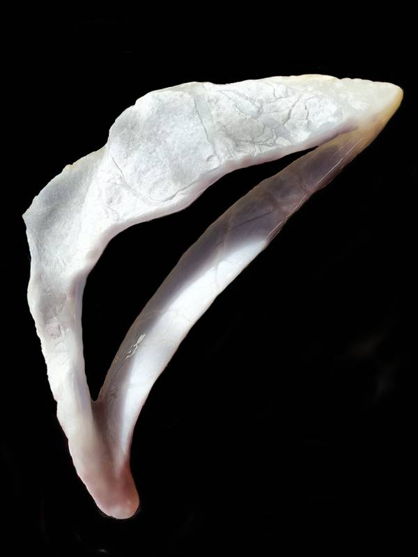 Vital momentum Pascal Hardy - Subjektiv.art