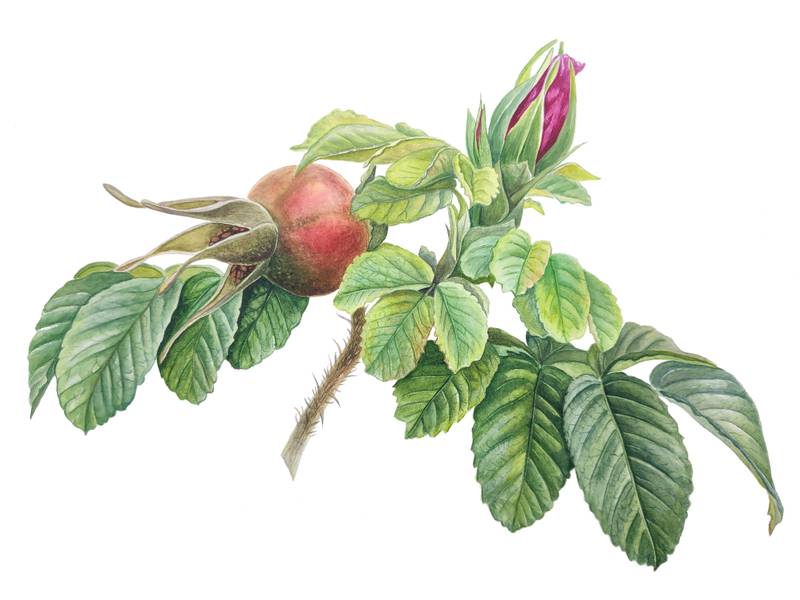 Second Wind Photorealistic Painting Oleksandra Serhiienko - Subjektiv.art